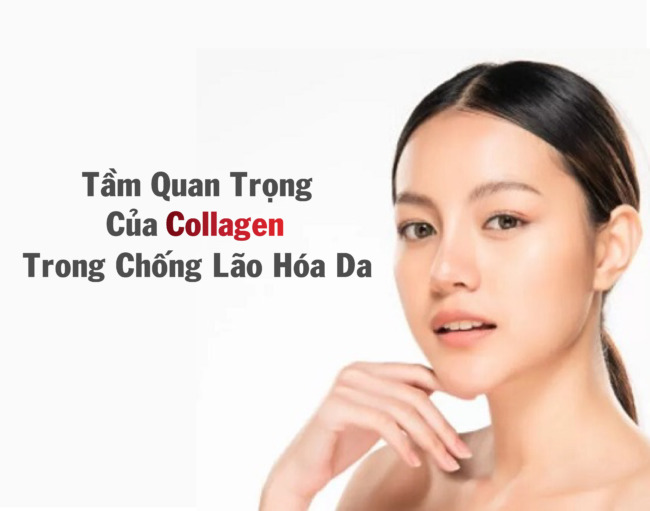 Collagen chống lão hóa da rất quan trọng để làm chậm quá trình lão hóa.