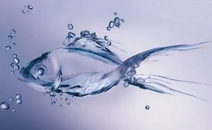 Collagen type 2 từ cá biển sâu là gì?