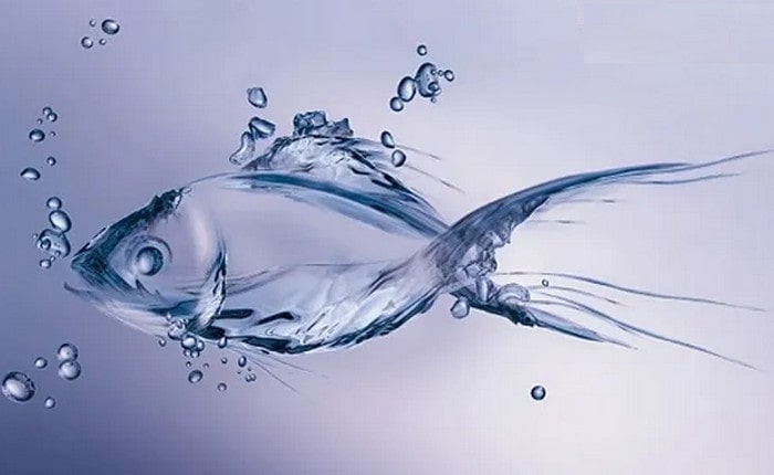 Collagen type 2 từ cá biển sâu là gì?